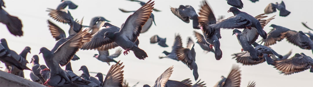 A flock of pigeons landing on a roof